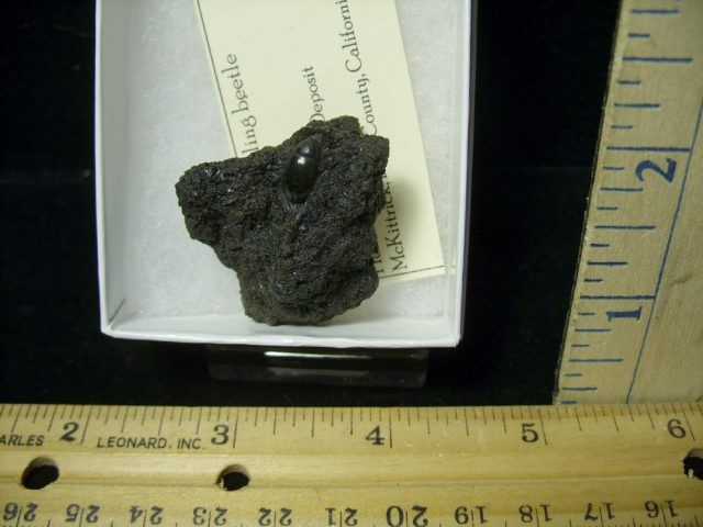 Rancho La Brea Formation Tar Pit Beetle (020921d) - Image 2