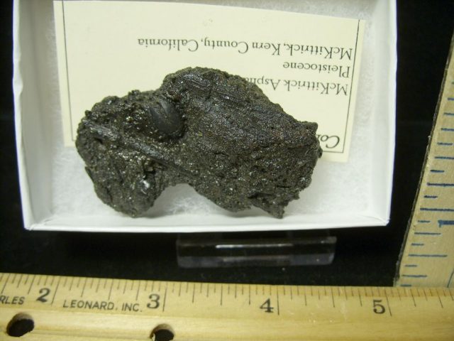 Rancho La Brea Formation Tar Pit Beetle (020921e) - Image 2