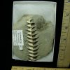 Archimedes Screw Fossil (020921m) 