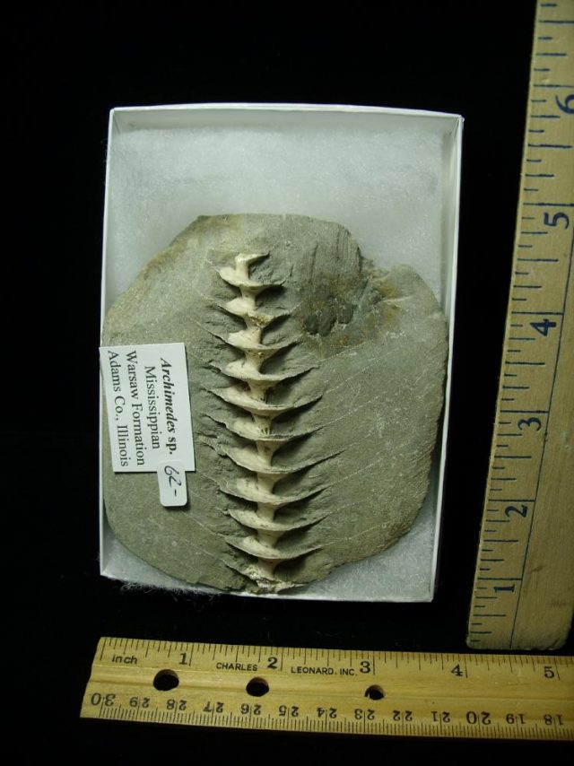 Archimedes Screw Fossil (020921m) 