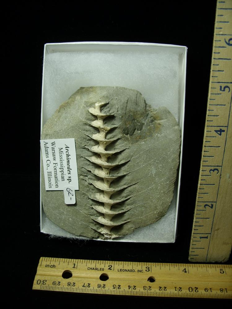 Archimedes Screw Fossil (020921m) - The Stones & Bones Collection