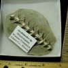 Archimedes Screw Fossil (020921m)  - Image 2