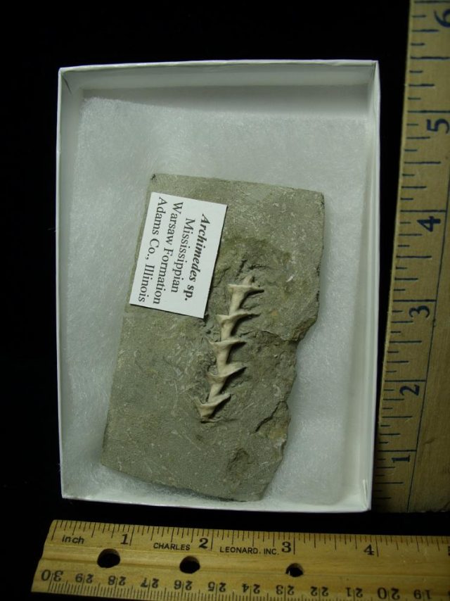 Archimedes Screw Fossil (020921p) 
