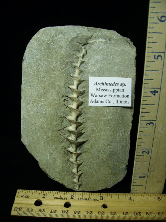 Archimedes Screw Fossil (020921r) 