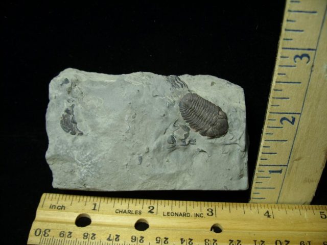 Rare Fossil Trilobite  (021021a) 