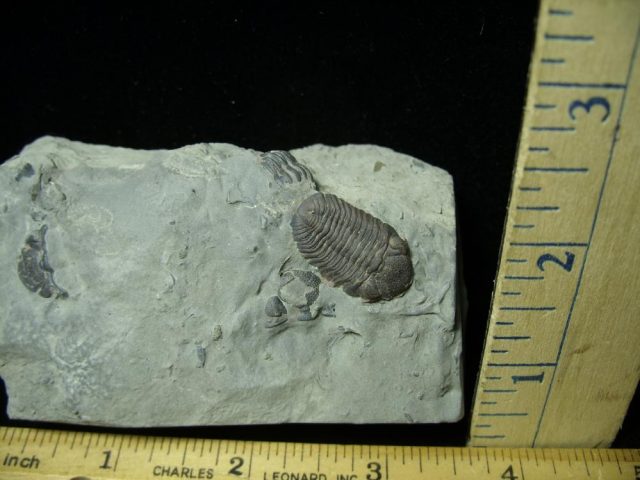 Rare Fossil Trilobite  (021021a)  - Image 2