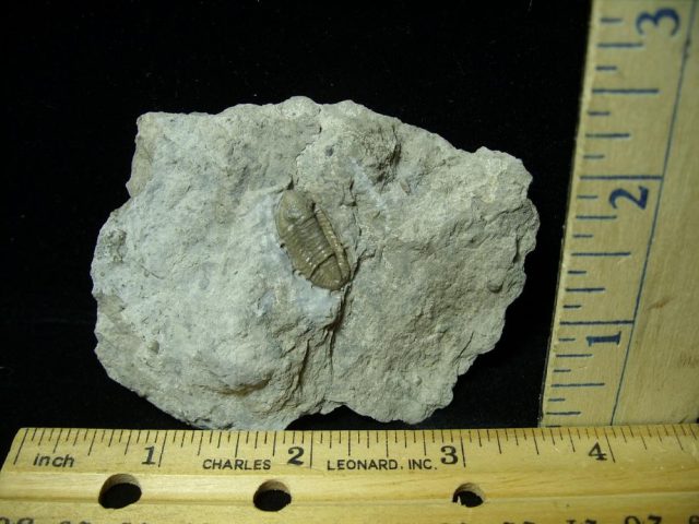 Rare Fossil Trilobite  (021021b) 