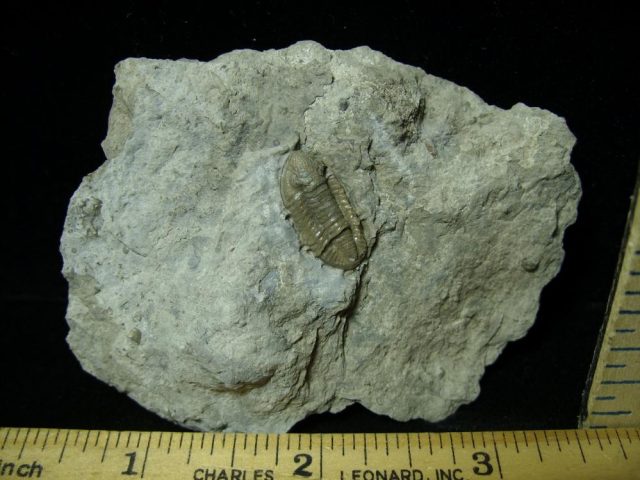 Rare Fossil Trilobite  (021021b)  - Image 2