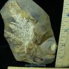 Prehistoric Fossilized Plant Fronds  (026121k)