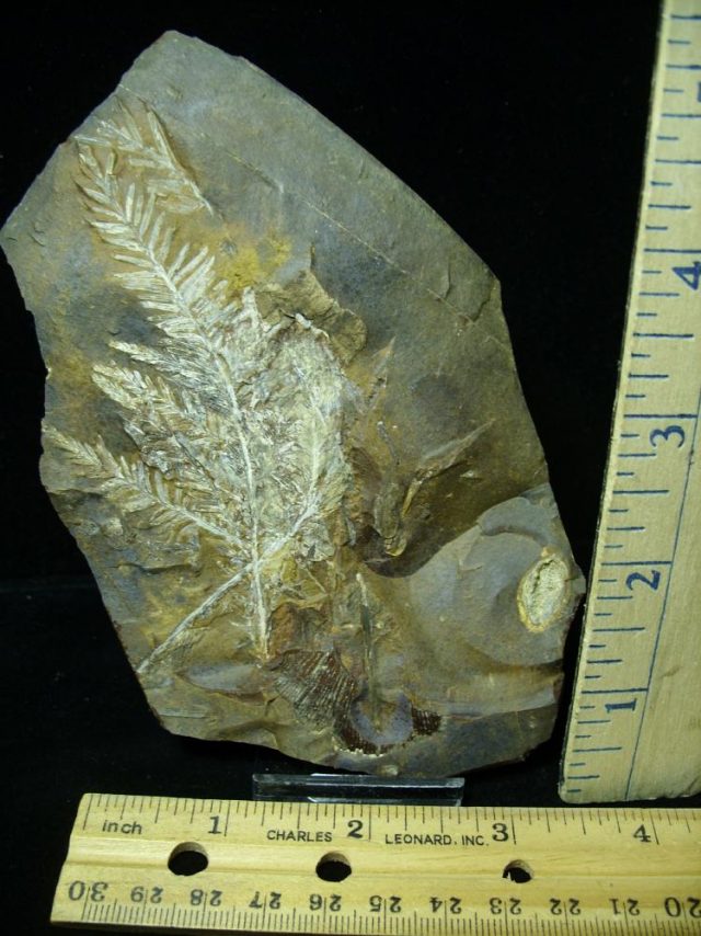 Prehistoric Fossilized Plant Fronds  (026121k)