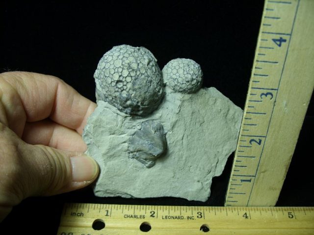 Fossilized Corals  (021121b)