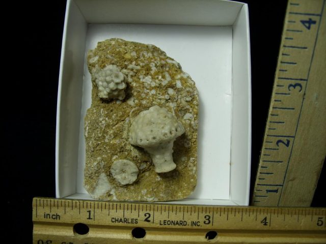 Fossil Crinoid & Cystoid Heads (020721g) - Image 2