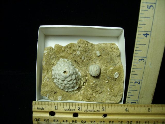 Fossil Crinoid & Cystoid Heads (020721j)