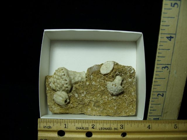 Fossil Crinoid & Cystoid Heads (020721k)