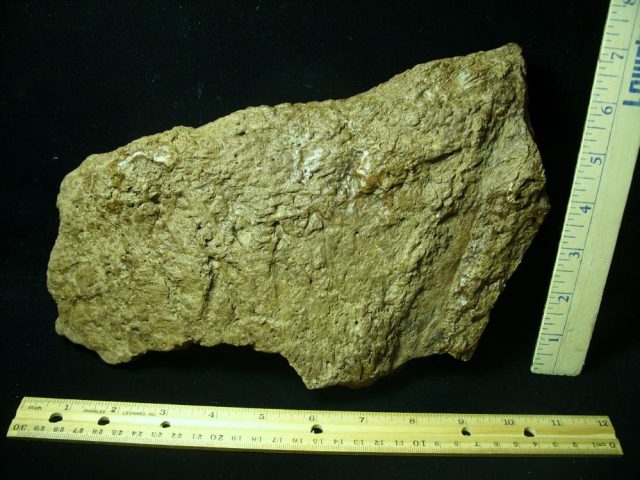 Triceratops Dinosaur Shield Section(021121d)