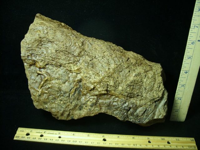 Triceratops Dinosaur Shield Section(021121d) - Image 2