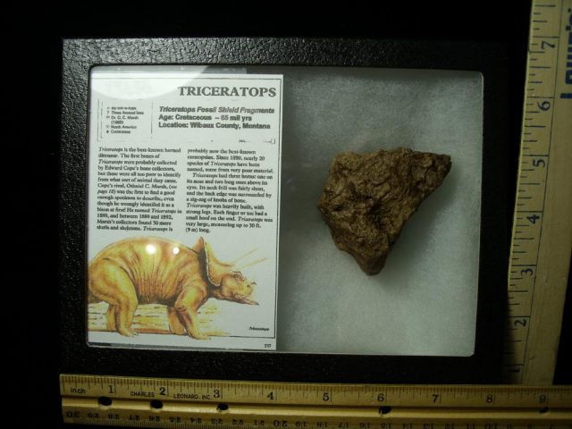Triceratops Dinosaur Shield Fragment (021121h)