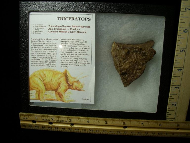 dinosaur with shield head