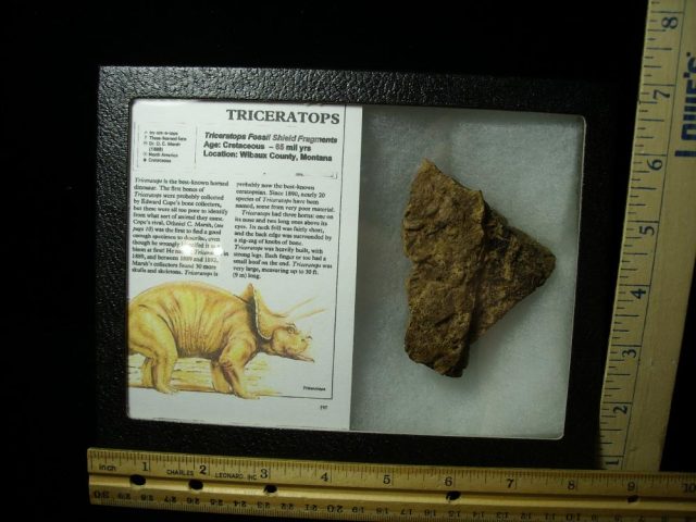 Triceratops Dinosaur Shield Fragment (021121k)