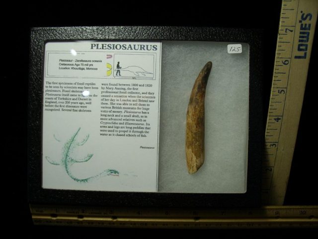 Plesiosaurus Dinosaur Tooth (021321e)