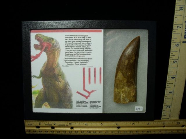 Carcharodontosaurus Dinosaur Tooth (021321j)