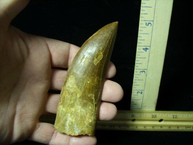 Carcharodontosaurus Dinosaur Tooth (021321j) - Image 2