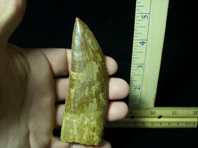 Carcharodontosaurus Dinosaur Tooth (021321j) - Image 3