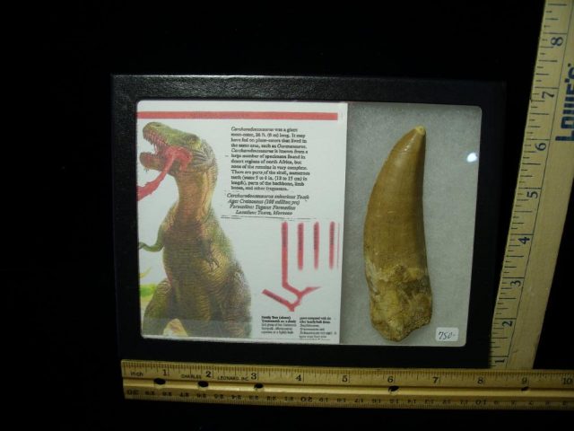 Carcharodontosaurus Dinosaur Tooth (021321k)