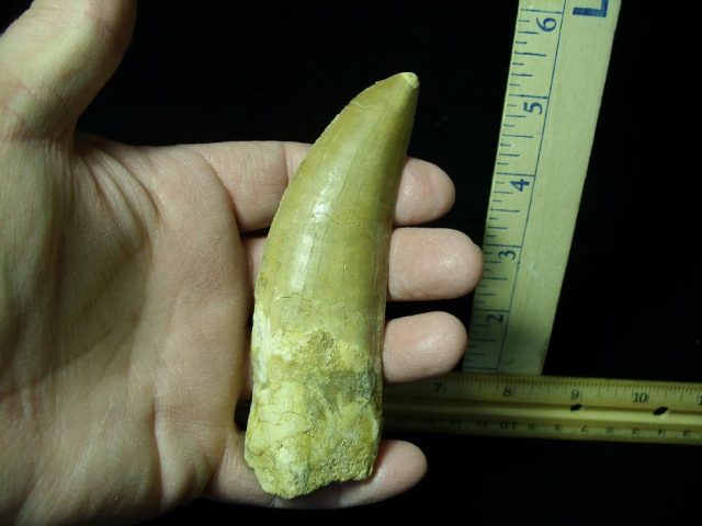 Carcharodontosaurus Dinosaur Tooth (021321k) - Image 2