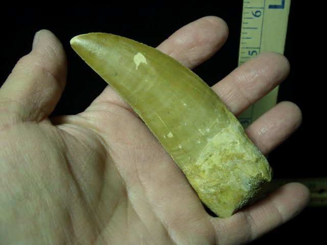Carcharodontosaurus Dinosaur Tooth (021321k) - Image 3
