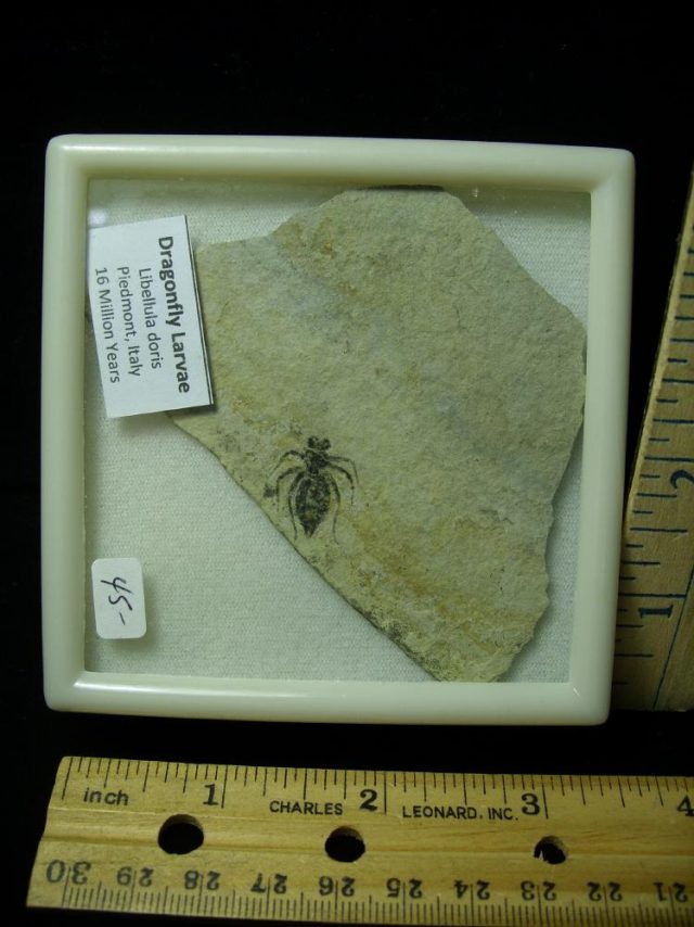 Fossilized  Insect  (021421d)