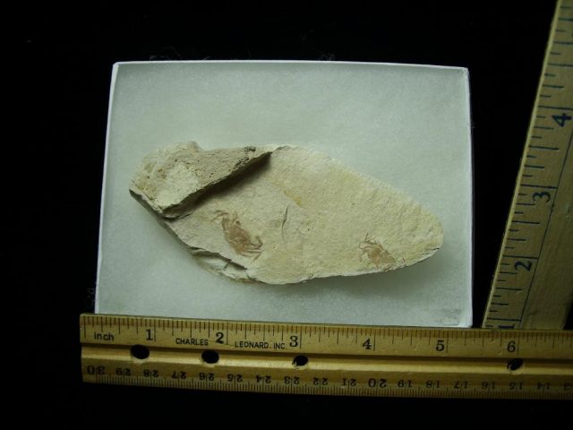 Double Fossil “Pea” Crab (021421f)