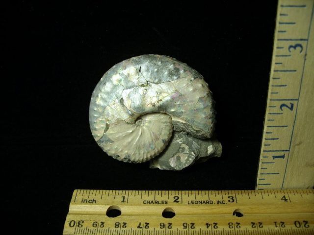 Discoscaphites Ammonite  Fossil (021421h)