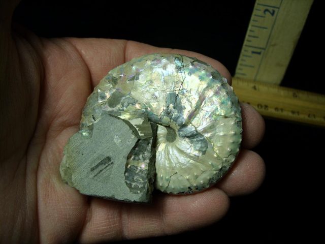 Discoscaphites Ammonite  Fossil (021421h) - Image 2