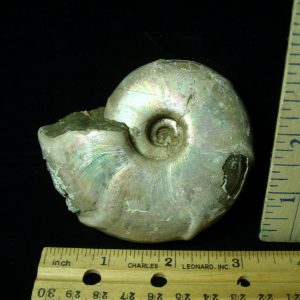 Fossil Ammonite  in matrix (021421k)