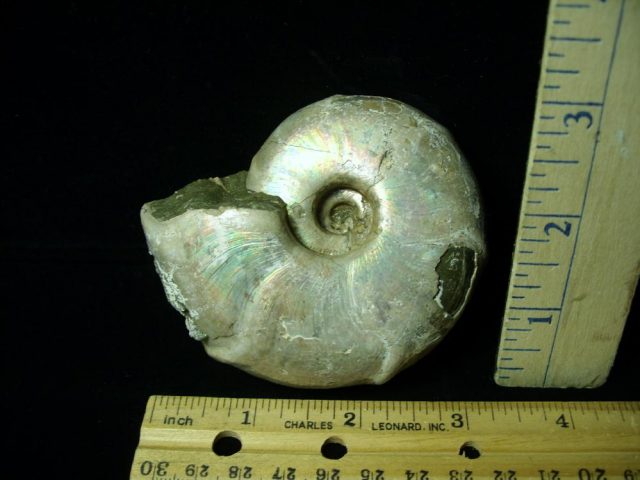 Fossil Ammonite  in matrix (021421k)