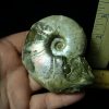 Fossil Ammonite  in matrix (021421k) - Image 2