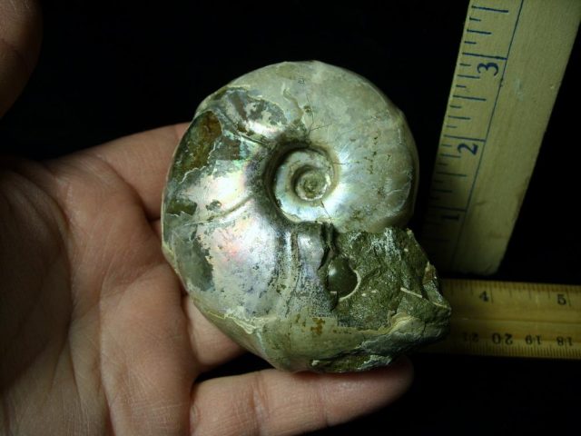 Fossil Ammonite  in matrix (021421k) - Image 2