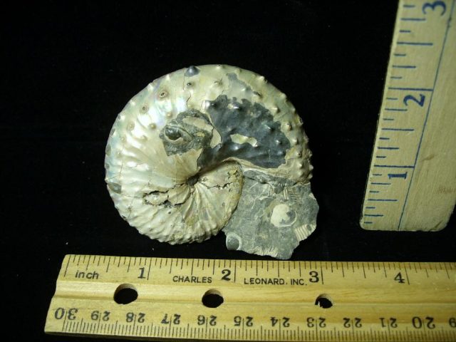 Fossil Ammonite  in matrix (021421n)* “SPECIAL - BELOW DEALER COST ” *
