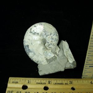Fossil Ammonite  in matrix (021421p)