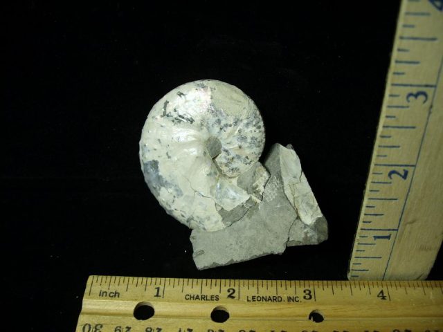 Fossil Ammonite  in matrix (021421p)