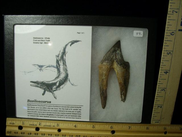 Basilosaurus Ancient Whale (021521d)