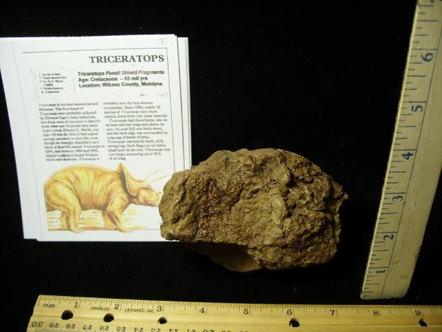 Triceratops Dinosaur Shield Fragment (022021a)