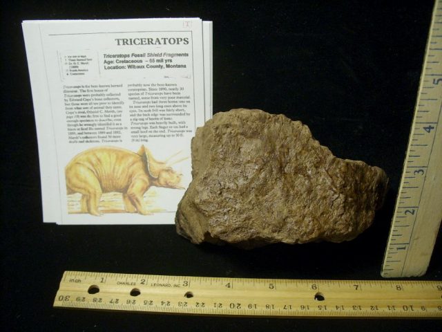 Triceratops Dinosaur Shield Fragment (022021c)