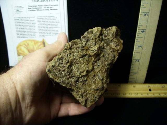 Triceratops Dinosaur Shield Fragment (022021c) - Image 2