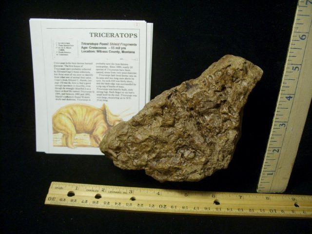 Triceratops Dinosaur Shield Fragment (022021d)