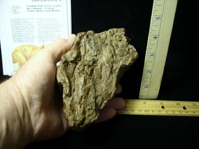 Triceratops Dinosaur Shield Fragment (022021d) - Image 2