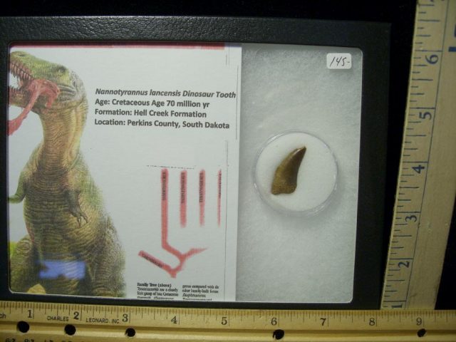 Tyrannosaurus Dinosaur Tooth (022021f)