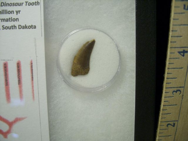 Tyrannosaurus Dinosaur Tooth (022021f) - Image 2