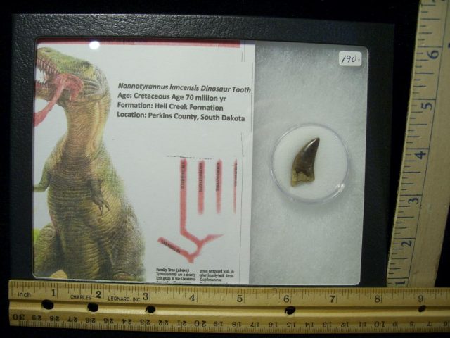 Tyrannosaurus Dinosaur Tooth (022021g)